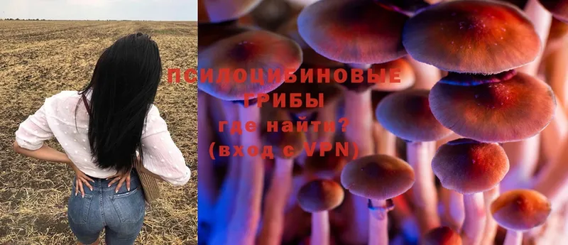 купить наркоту  Североуральск  Галлюциногенные грибы Cubensis 